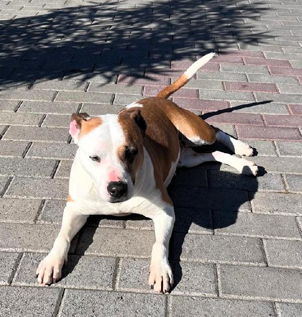 Maya Amstaff